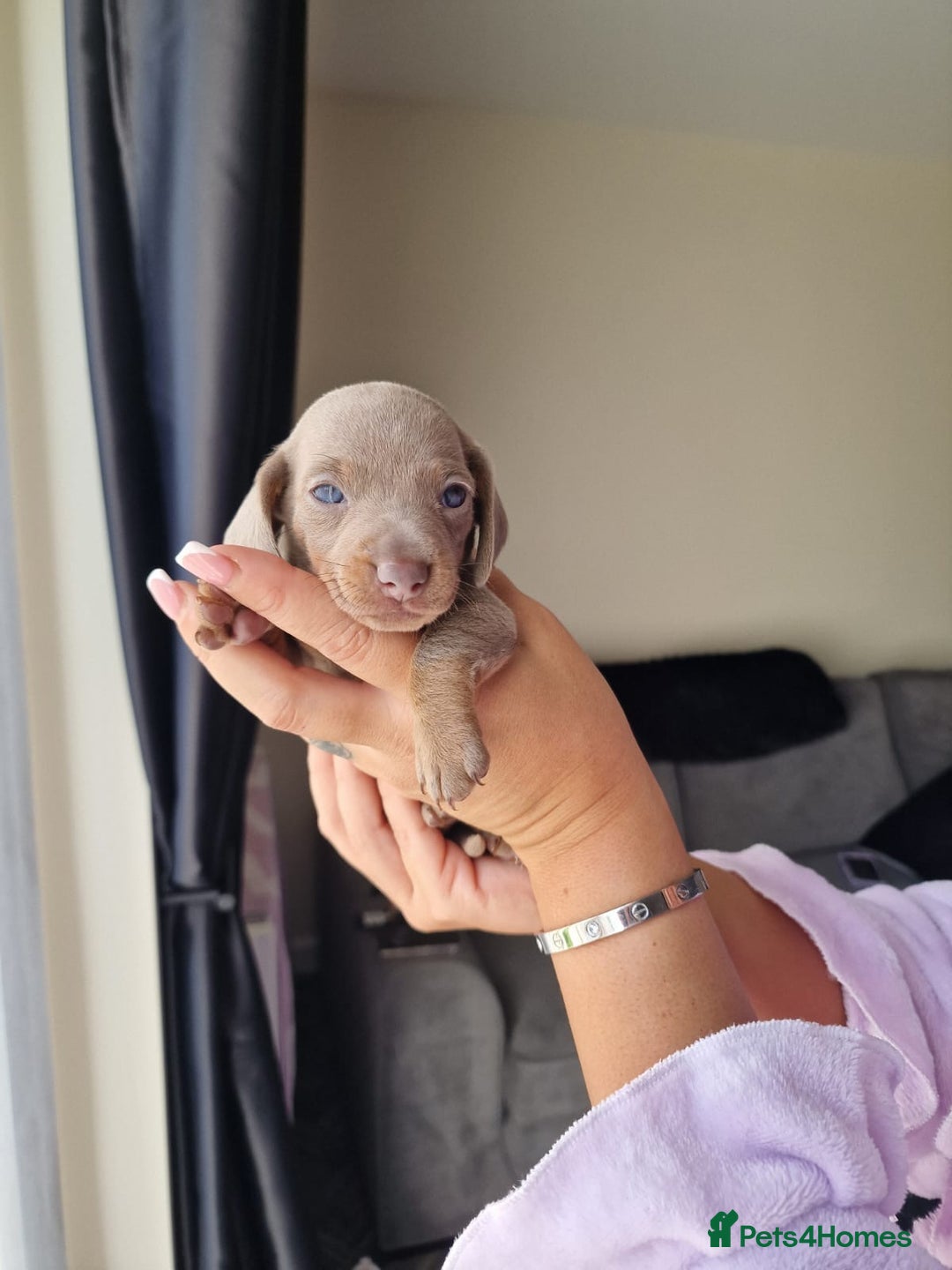Dachshund dogs for sale: Dachshund puppies for sale - Advert 6