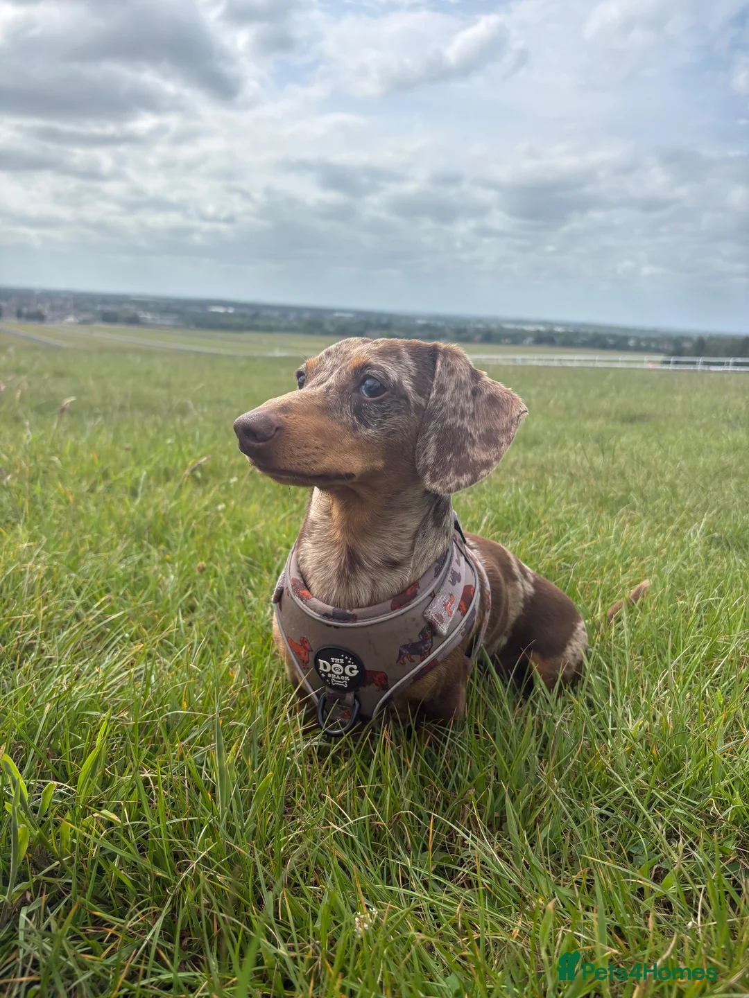 Miniature Dachshund dogs for stud: Miniature dachshund for stud - Advert 2