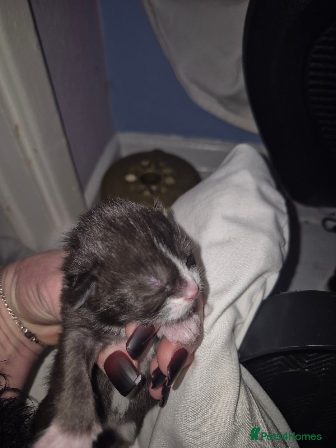 Domestic Shorthair cats for sale: 5 precious kittens - Advert 3