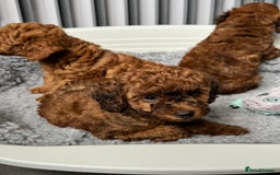 Toy Poodle dogs for sale: Kc reg toy poodle puppies - Image 10