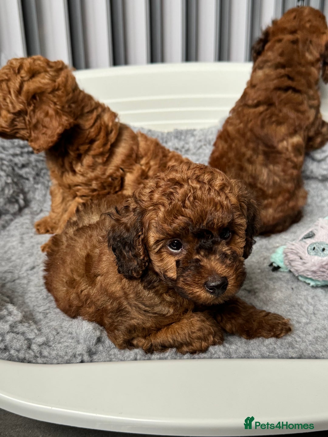 Toy Poodle dogs for sale: Kc reg toy poodle puppies - Image 10