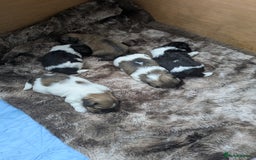 Shih Tzu dogs for sale: Stunning Shih Tzu boy - Image 18