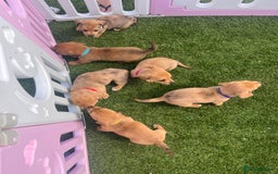 Mixed Breed dogs for sale: 7 beautiful jackshund puppies for sale - Image 36