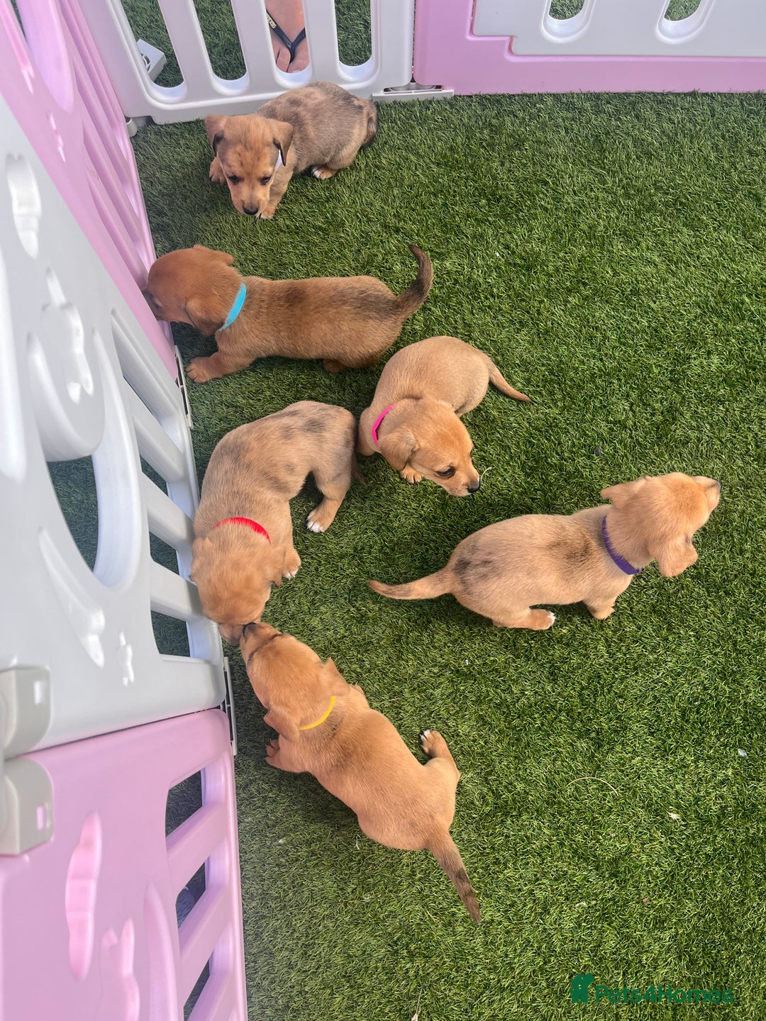 Mixed Breed dogs for sale: 7 beautiful jackshund puppies for sale - Image 36
