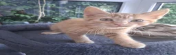 Mixed Breed cats for sale: Rare female Ginger Tabbies 😻 - Advert 28