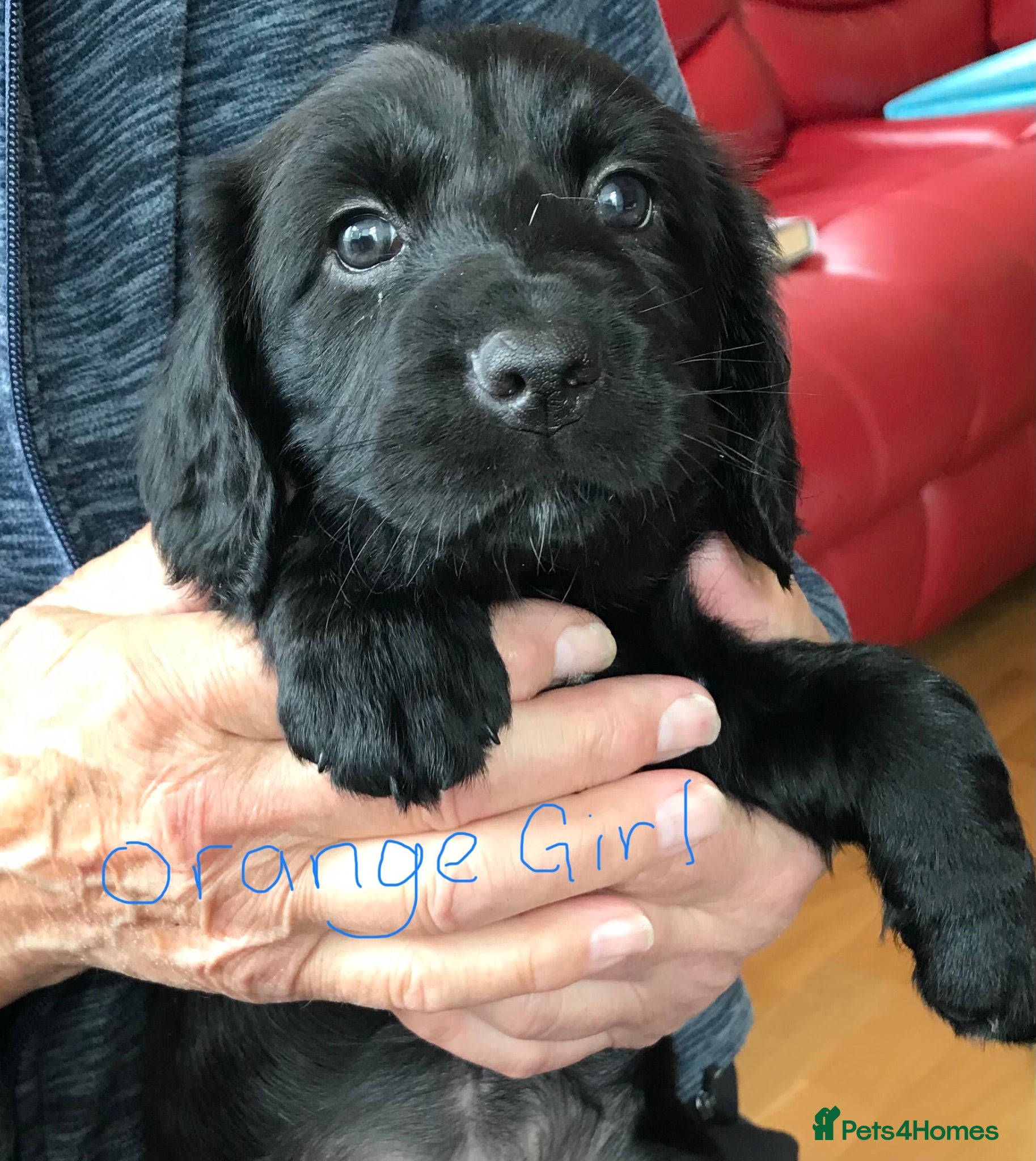 Mixed Breed dogs Cocker Spaniel/ Collie +spaniel puppies  - Advert 2