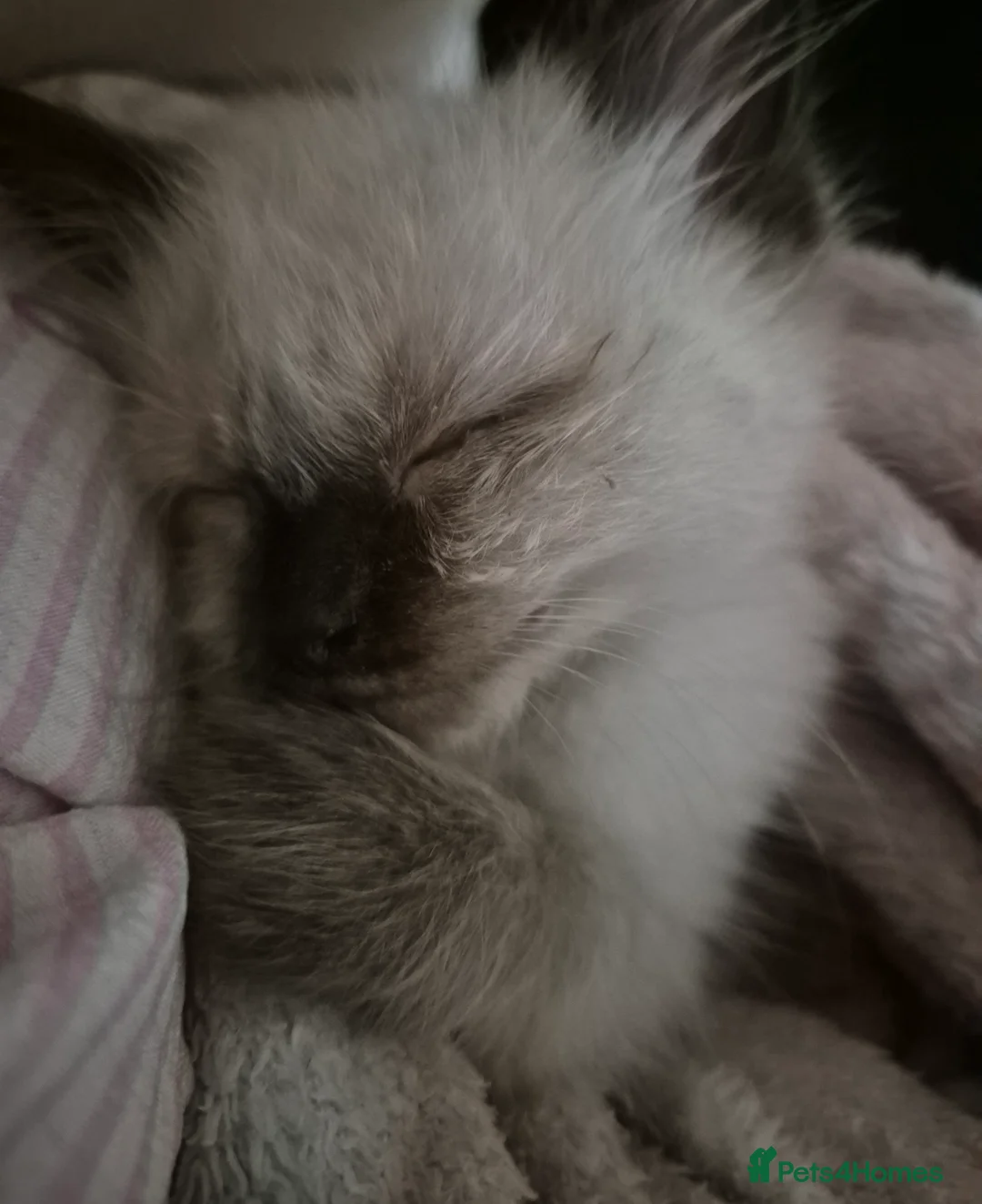 Ragdoll cats for sale: Male ragdoll for sale - Advert 2