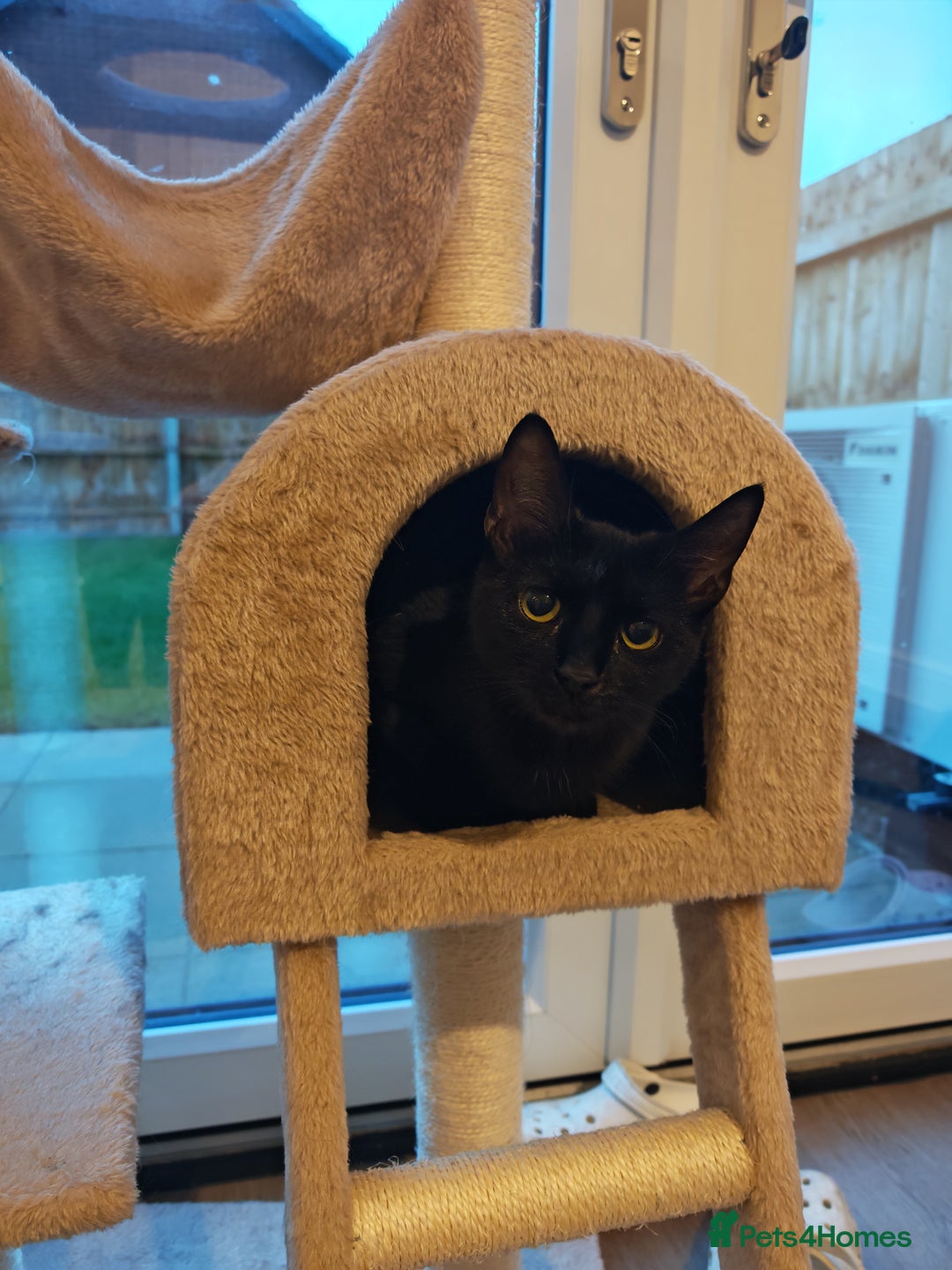 Mixed Breed cats for sale: Bonded pair of 1 year old kittens - Advert 6