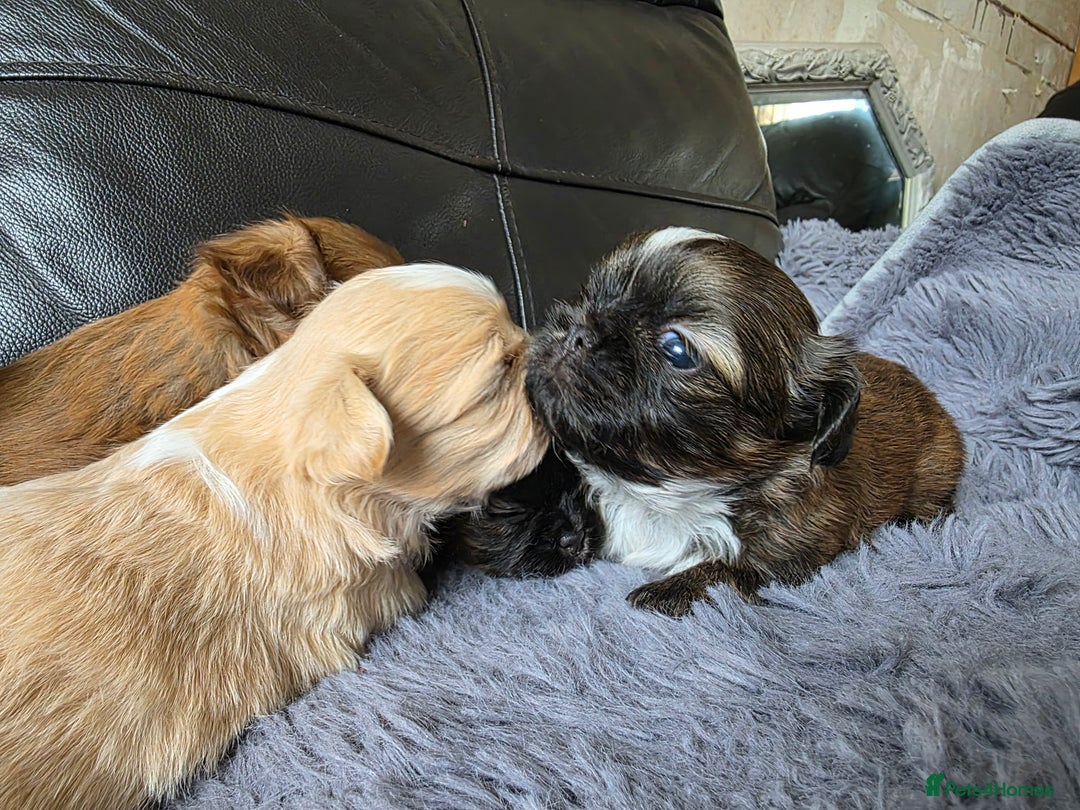Shih Tzu dogs for sale: Stunning Rare Brindle Imperial Shih Tzu puppies - Image 27