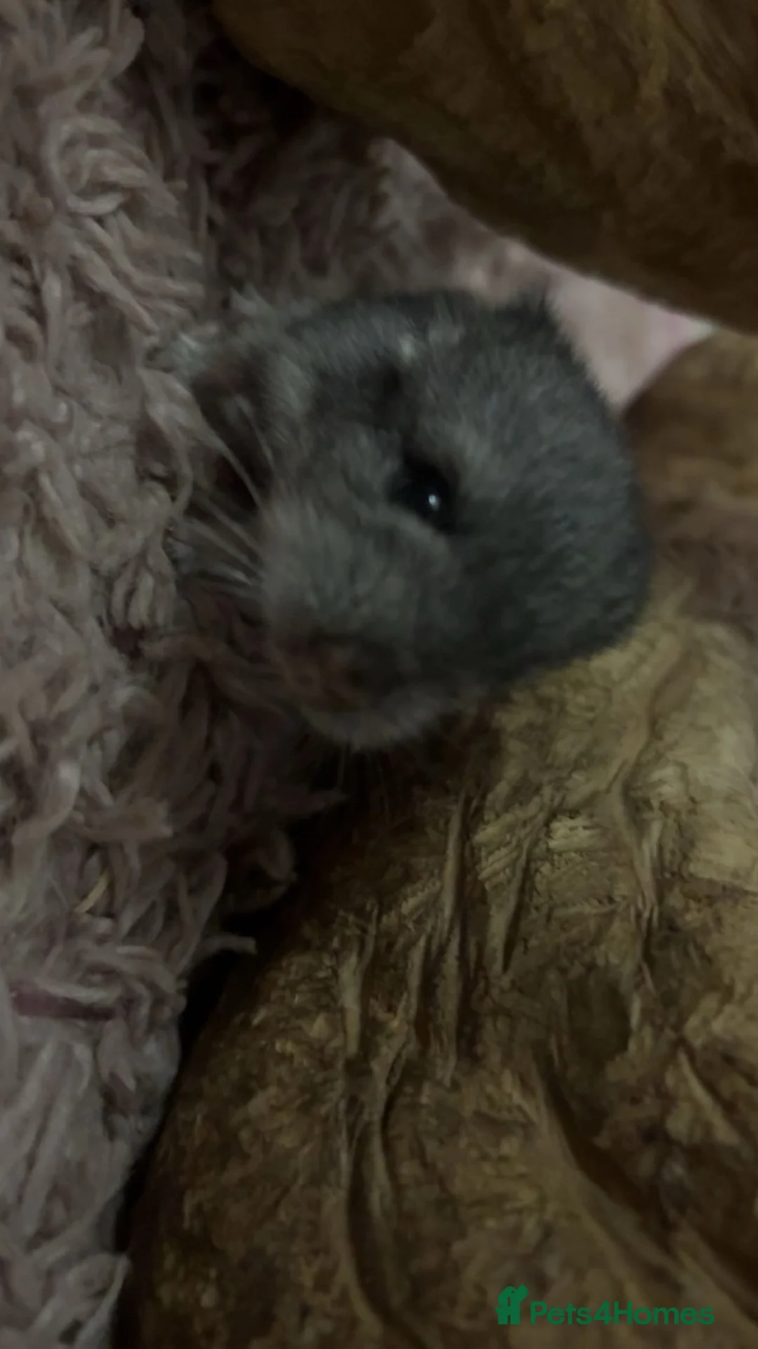 Chinchilla rodents for sale: 2 female chinchillas  - Advert 5