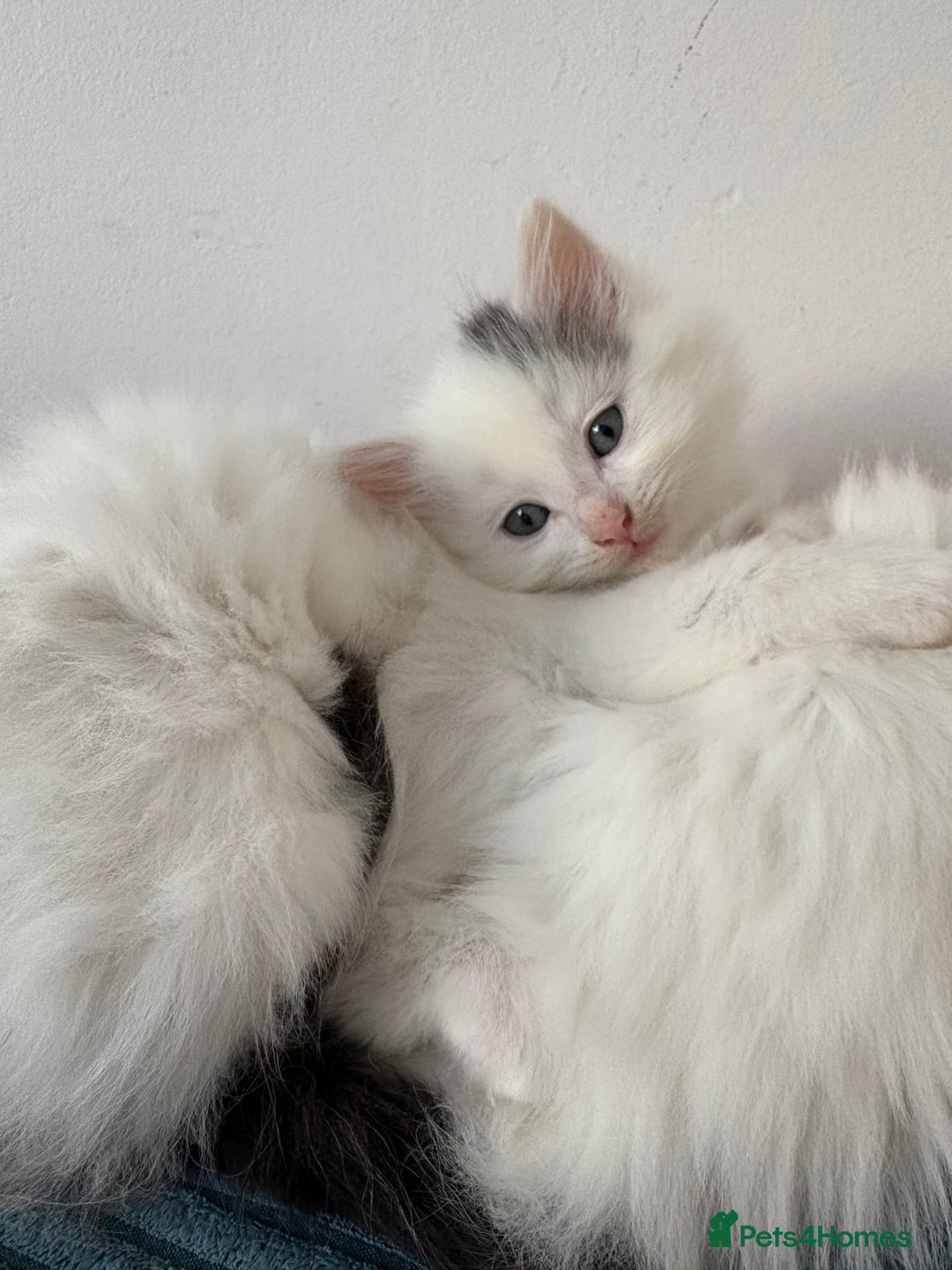 Mixed Breed cats for sale: Adorable fluffy kittens  - Advert 15