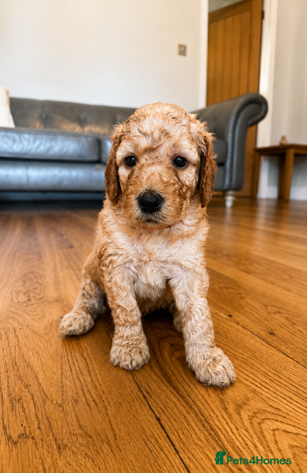 Labradoodle dogs ❤️ Beautiful Red F1b Labradoodle Puppies ❤️ - Advert 2
