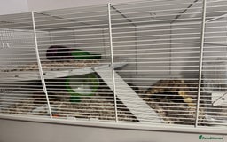 Hamster rodents for sale: Young male Russian dwarf hamster and cage - Image 4