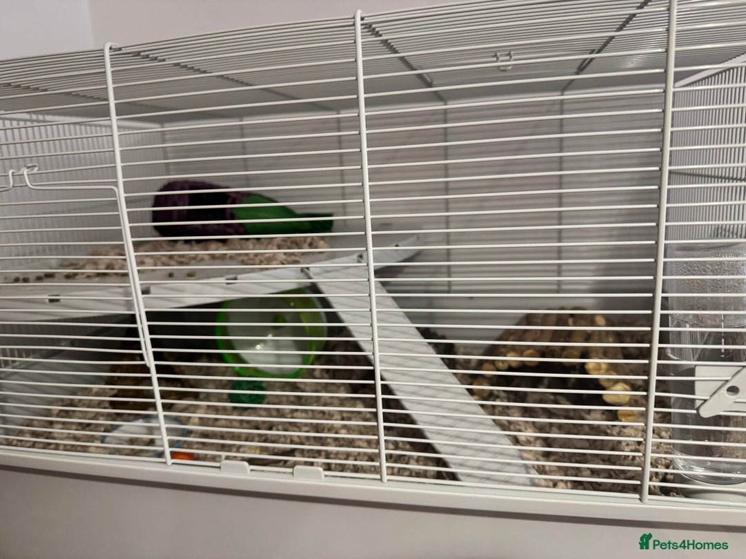 Hamster rodents for sale: Young male Russian dwarf hamster and cage - Image 4
