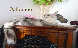 Maine Coon cats for sale: STUNNING XL PEDIGREE MAINE COON KITTENS  - Image 36