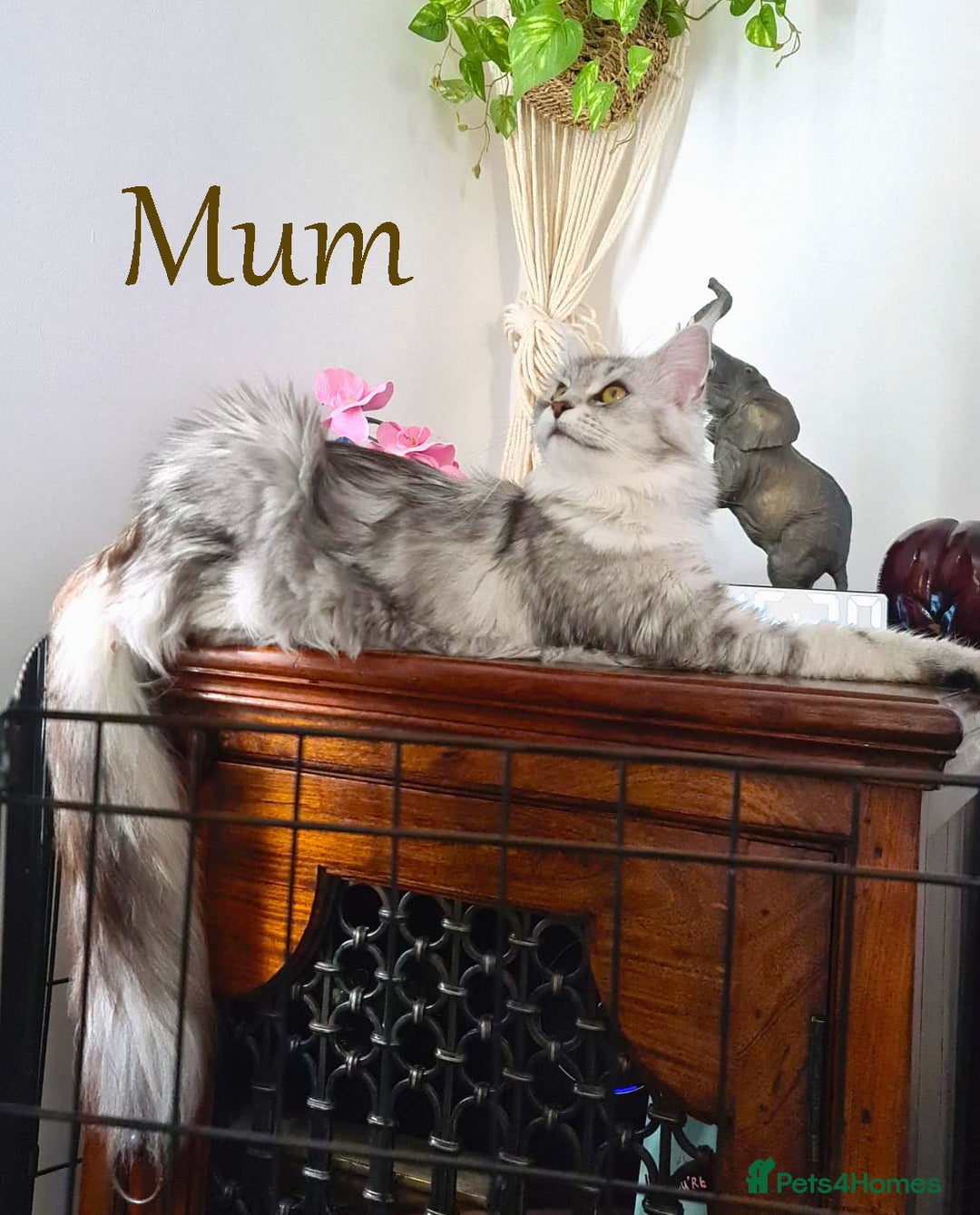 Maine Coon cats for sale: STUNNING XL PEDIGREE MAINE COON KITTENS  - Image 36