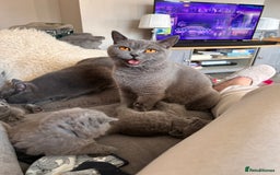 British Shorthair cats for sale: British Shorthair Kittens - Image 10