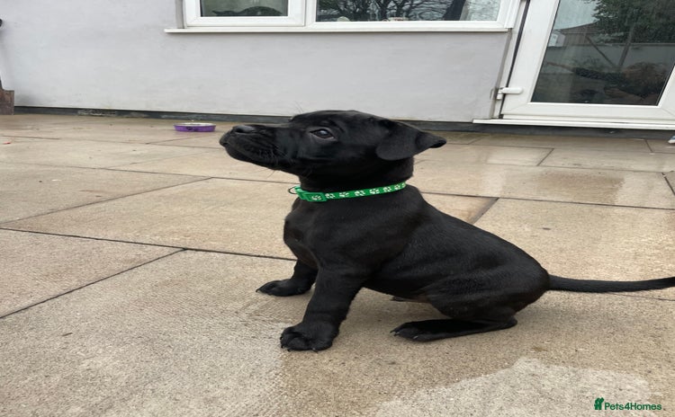 Staffordshire Bull Terrier dogs - Advert 1