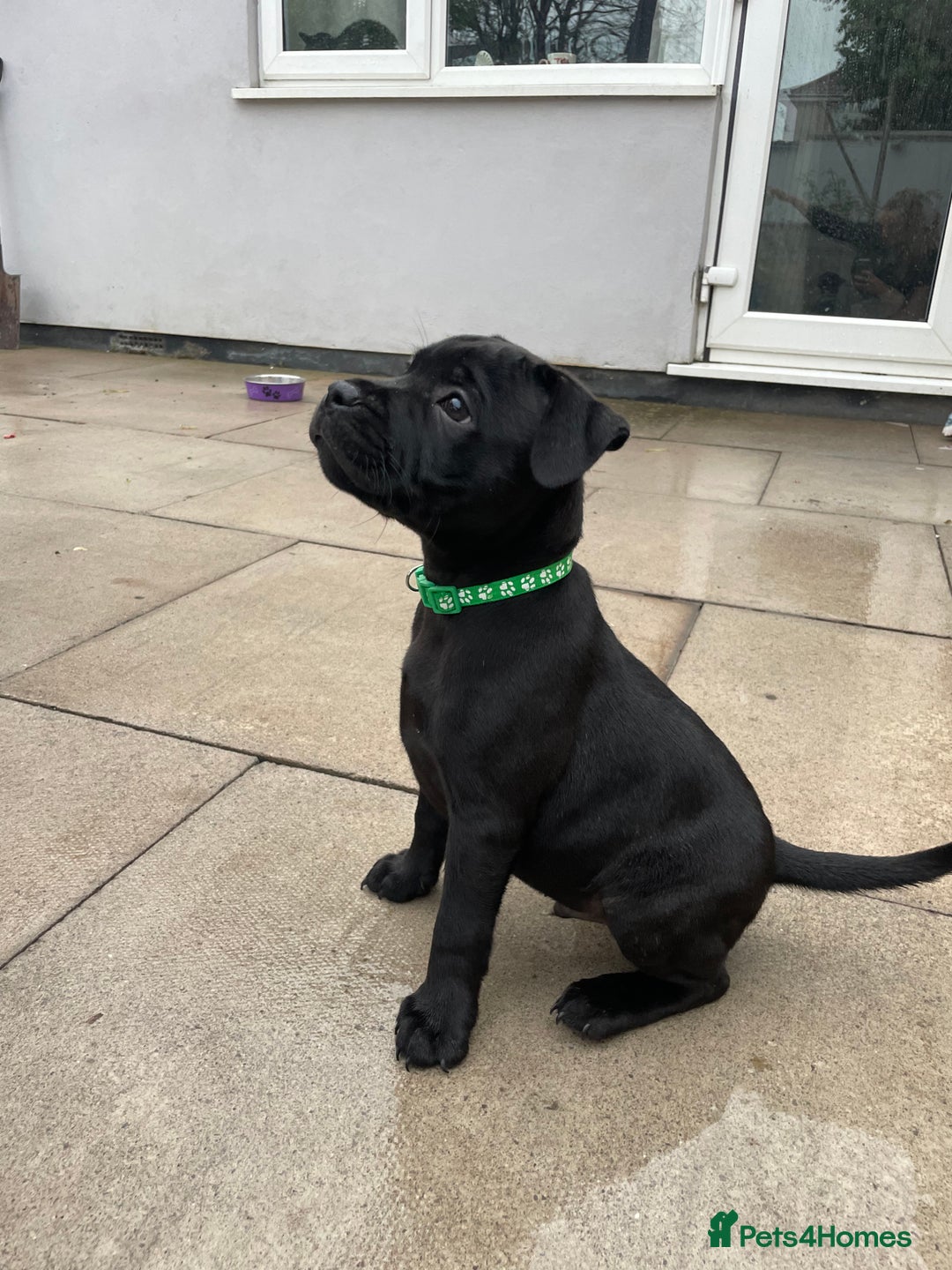 Staffordshire Bull Terrier dogs for sale: 1 boy Champion black Staffordshire puppy  - Image 1
