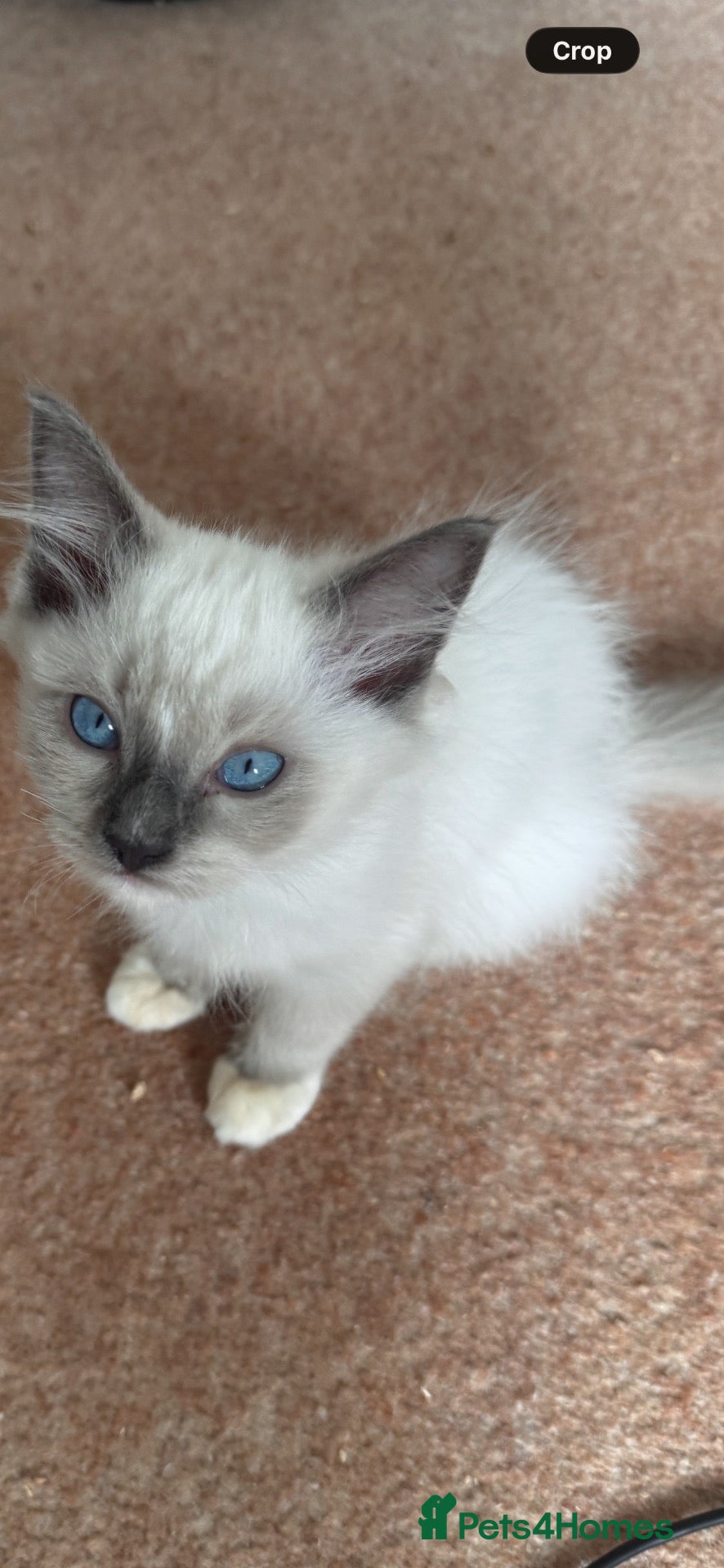 Ragdoll cats for sale: Stunning ragdoll kittens can go home now  - Advert 3
