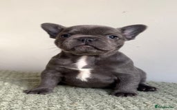 French Bulldog dogs for sale: Gorgeous litter of 4 blue French bulldogs - Advert 13