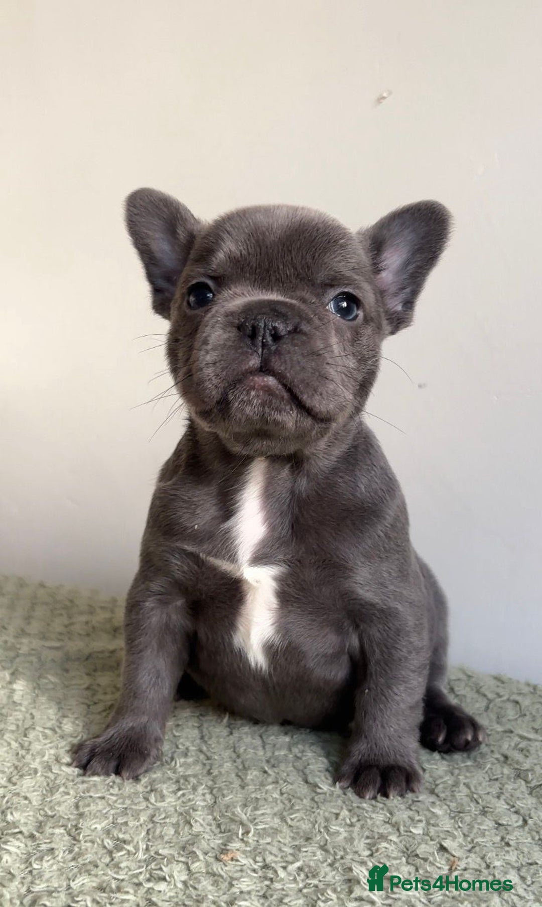 French Bulldog dogs for sale: Gorgeous litter of 4 blue French bulldogs - Advert 13