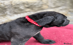 Cane Corso dogs for sale: 9 Beautiful Cane Corso Puppies for sale  - Image 6