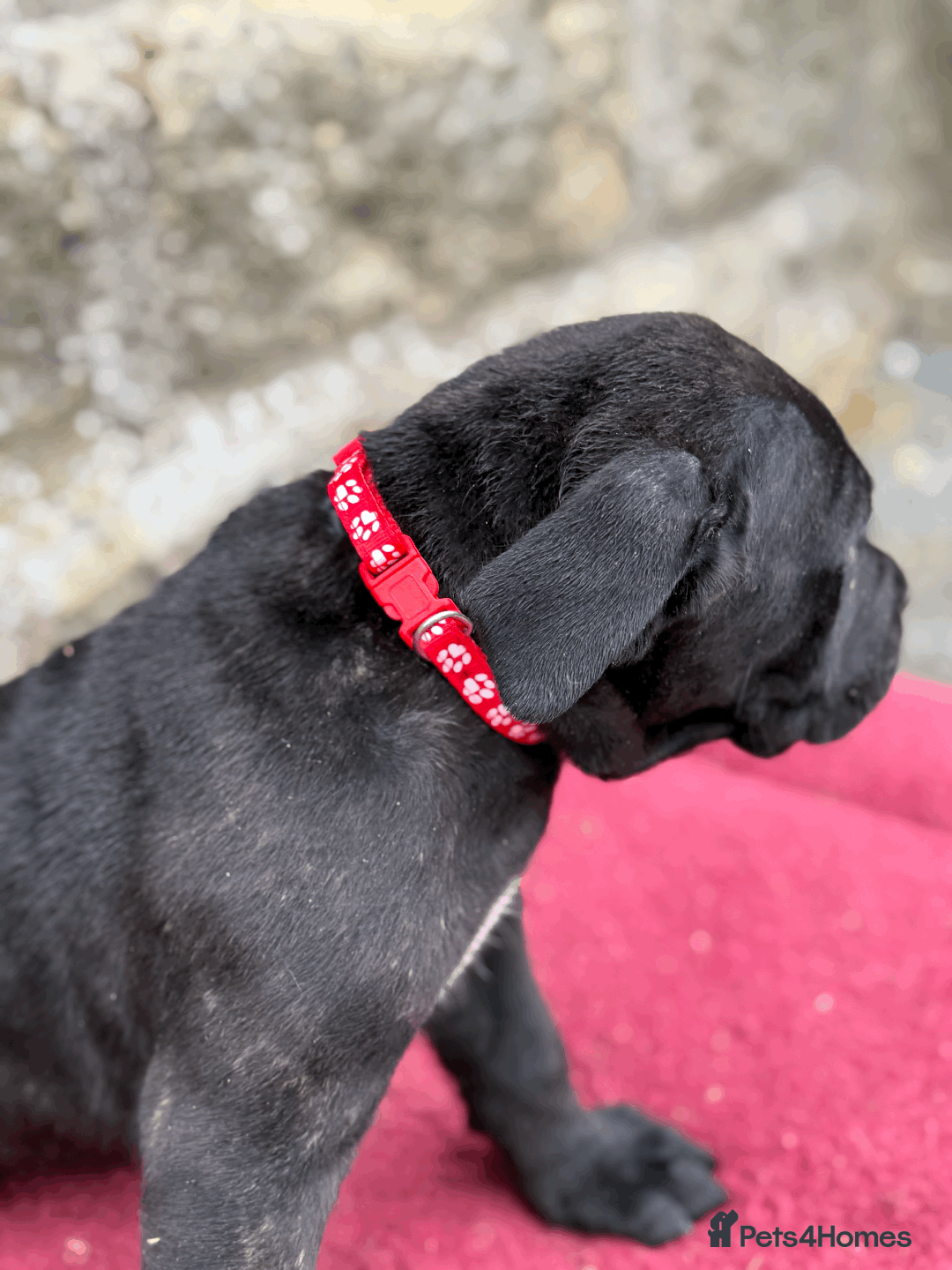 Cane Corso dogs for sale: 9 Beautiful Cane Corso Puppies for sale  - Image 6