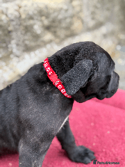 Cane Corso Puppy 1