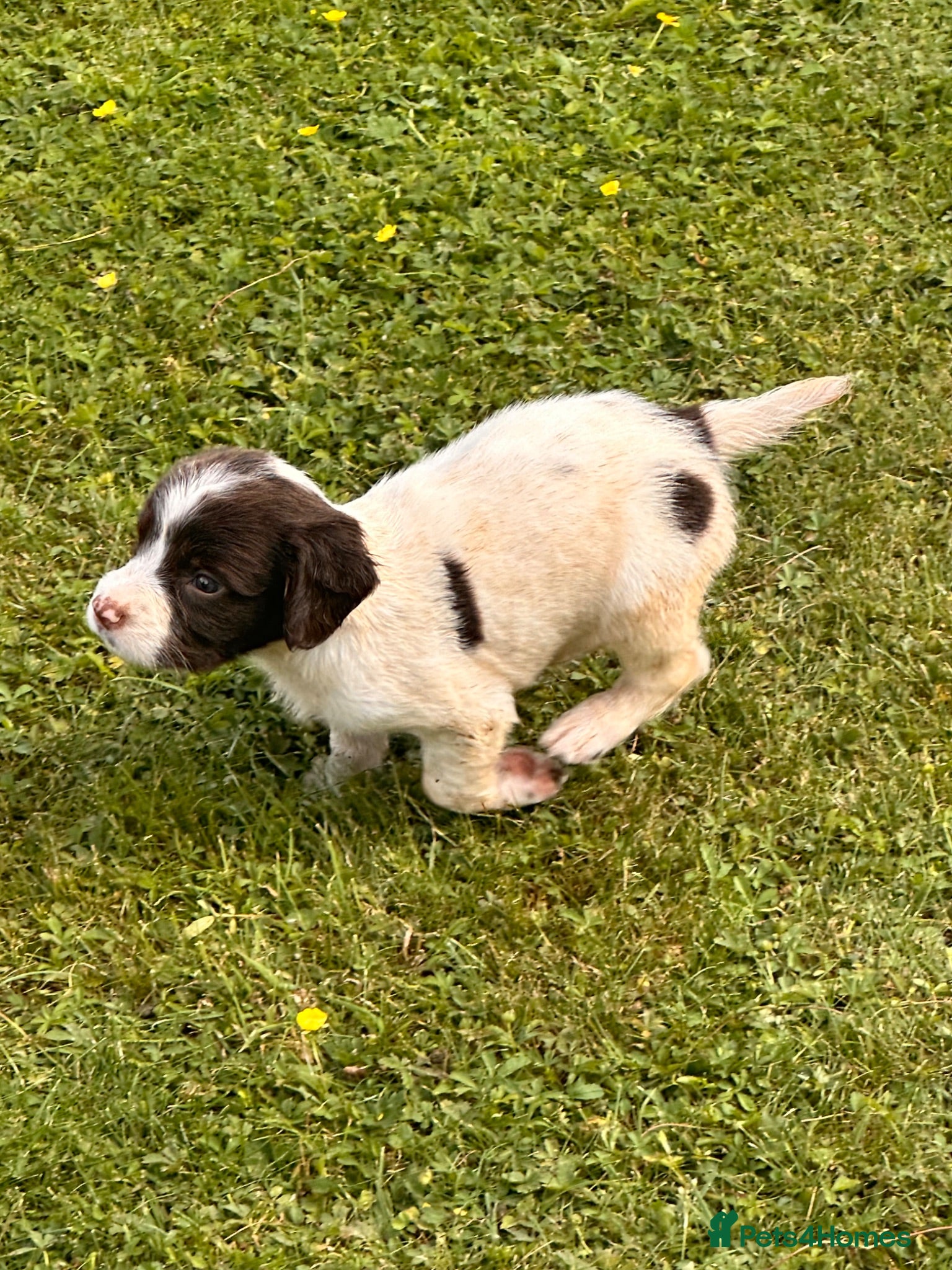English Springer Spaniel dogs KC ESS springer spaniels - Advert 12