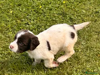 English Springer Spaniel dogs KC ESS springer spaniels - Advert 12