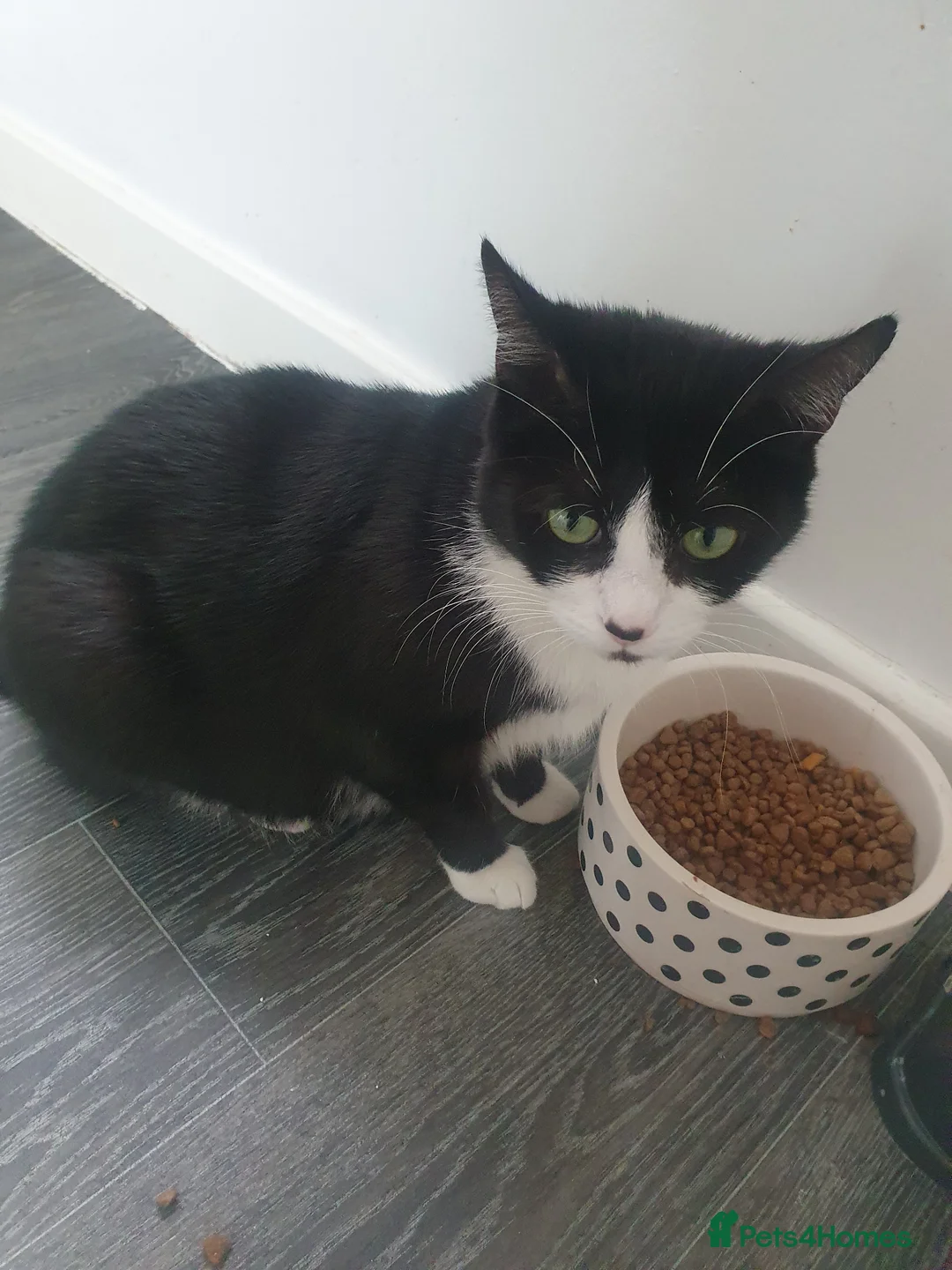 Domestic Shorthair cats for sale: 3 domestic shorthairs  in Sheffield - Advert 4