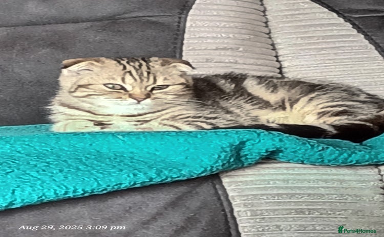 Scottish Fold cats - Advert 1