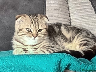 Scottish Fold cats - Advert 7