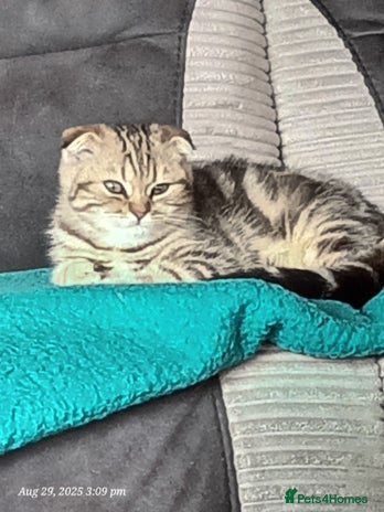 Scottish Fold cats - Advert 4