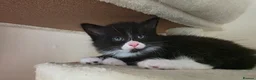 Mixed Breed cats for sale: 3 Beautiful Ragdoll Cross Male Kittens - Advert 4