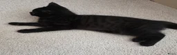 British Shorthair cats for sale: Beautiful British Shorthair Kittens for LovingHome - Advert 32