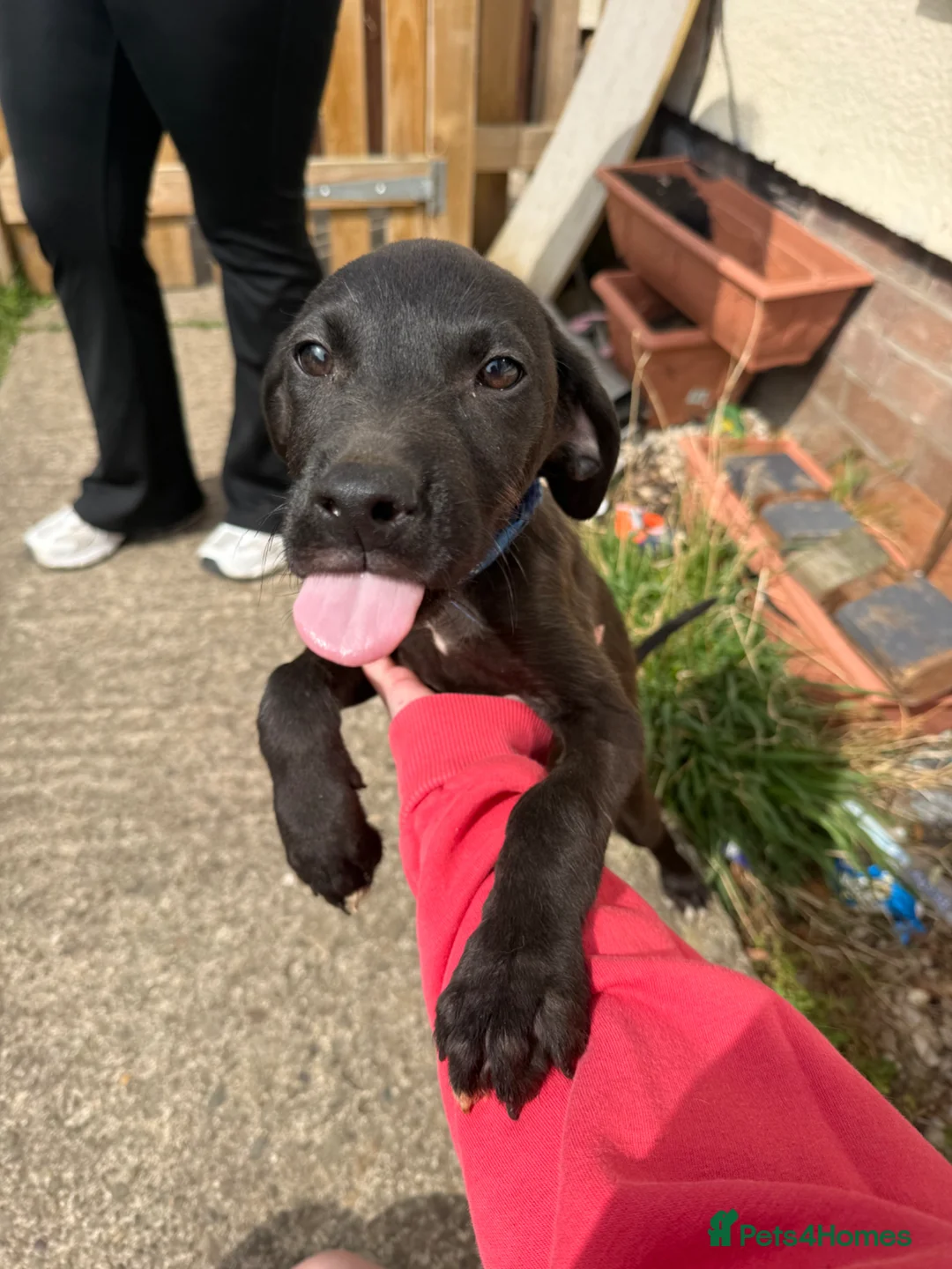 Mixed Breed dogs for sale: Lab x greyhound - Advert 2