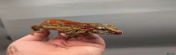 Gecko reptiles for sale: Proven red stripe gargoyle gecko male - Advert 2