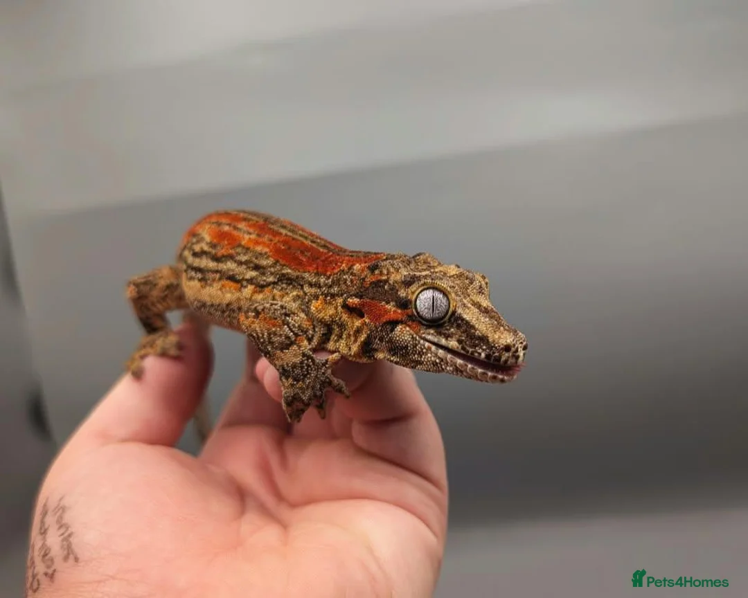 Gecko reptiles for sale: Proven red stripe gargoyle gecko male - Advert 2