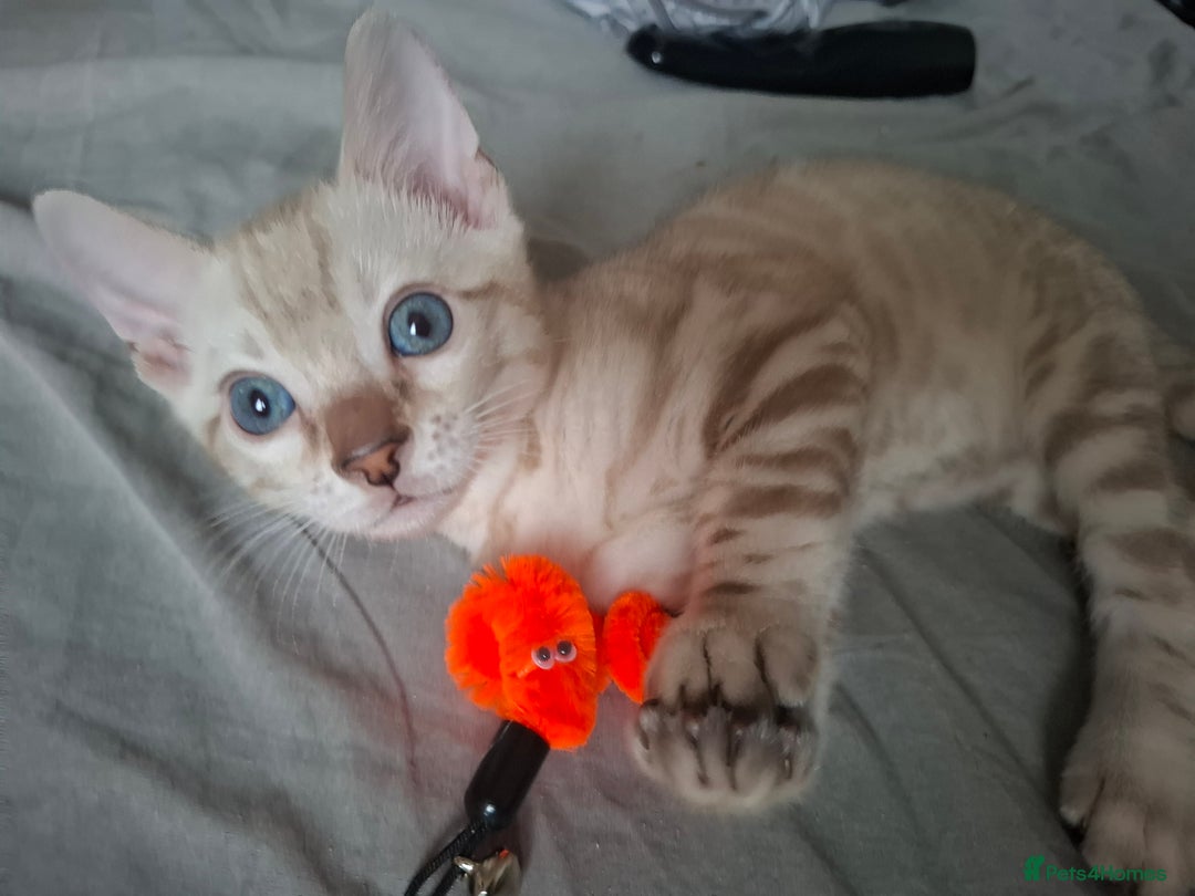 Bengal cats for sale: Stunning pure Bengal Kittens - Image 12