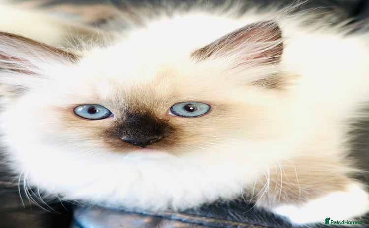Ragdoll cats - Advert 1