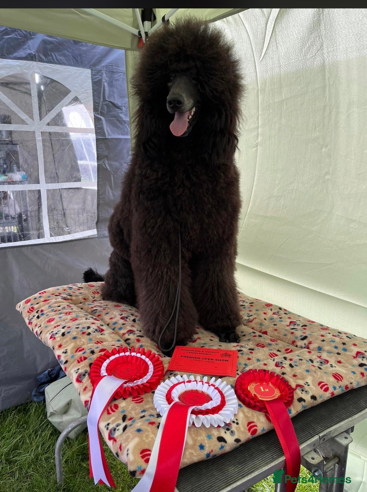 Standard Poodle dogs Exceptional working standard poodle - Advert 2