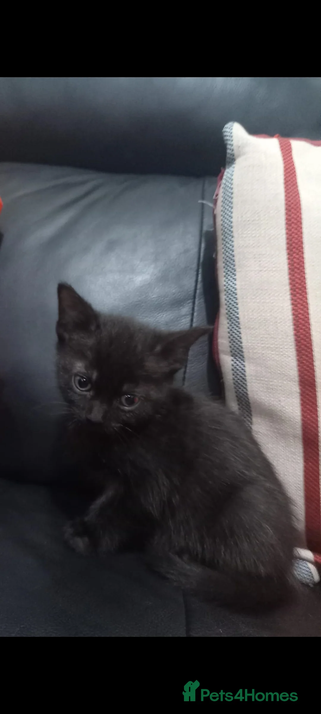 British Shorthair cats for sale: Adorable kitten looking for a forever home  - Advert 4