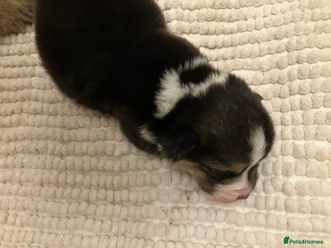 Welsh Corgi Pembroke dogs for sale: KC registered boys - Advert 3