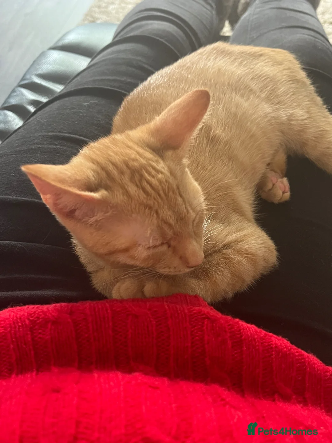 Mixed Breed cats for sale: Lady Lou Lou and Harrys kittens - Advert 1