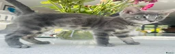 Bengal cats for sale: 3 Beautiful Blue Female TICA Reg Bengal kittens  - Advert 20