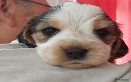Cocker Spaniel dogs for sale: Kc Reg show type cocker spaniel puppies  - Image 30