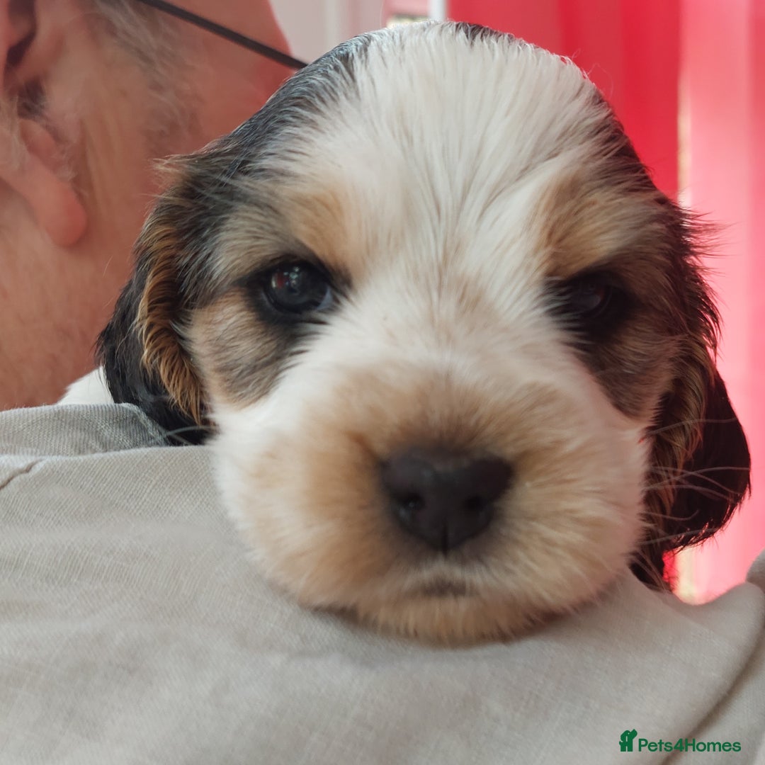 Cocker Spaniel dogs for sale: Kc Reg show type cocker spaniel puppies  - Image 30