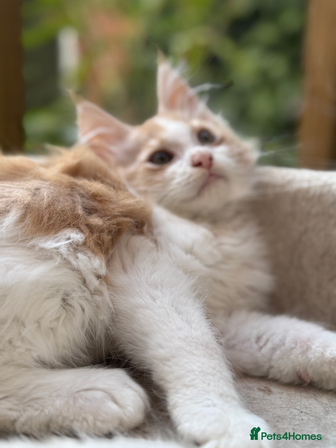 Maine Coon cats for sale: Wonderful Maine Coon Boys from the Grand Champion  - Image 10